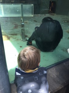 Children love watching the furry chimpanzees. 