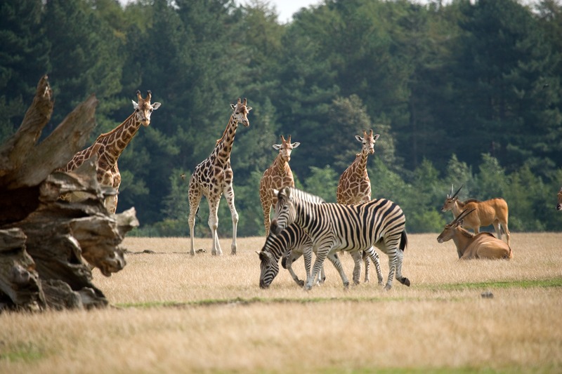 safari zoo denmark