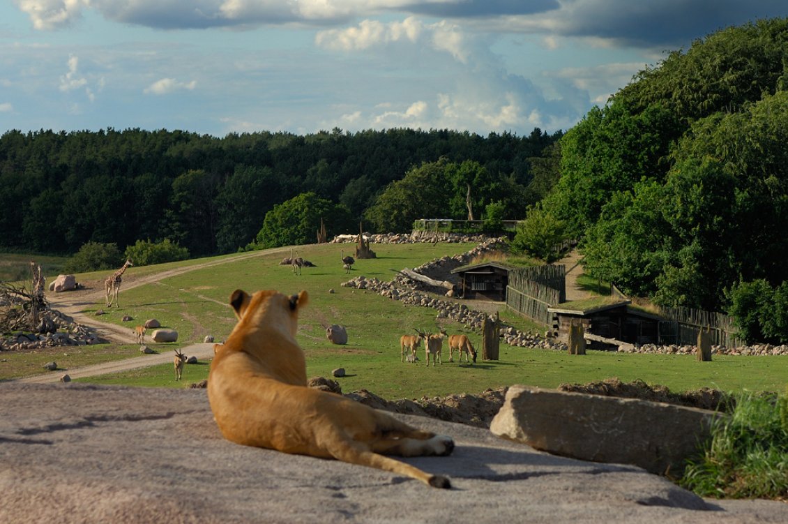 safari zoo denmark